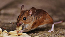 24 Hour & Emergency Exterminators in Bureau Of Census, DC